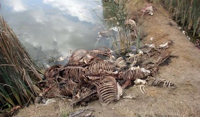 Adana'da şoke eden görüntü! "Suyun altında dışarıda görünenden daha çok kemik var"