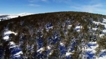 Sarıçam ormanlarının havadan görüntüleri büyüledi - KARS