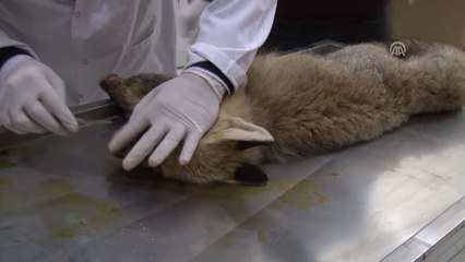 Yaralı Bulunan Tilki Tedavi Edilecek