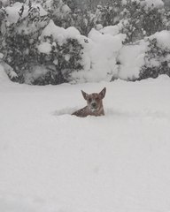 Dog Has Difficult Time Running Through Record Erie Snowfall