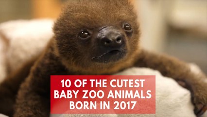 Top 10 cutest baby zoo animals of 2017