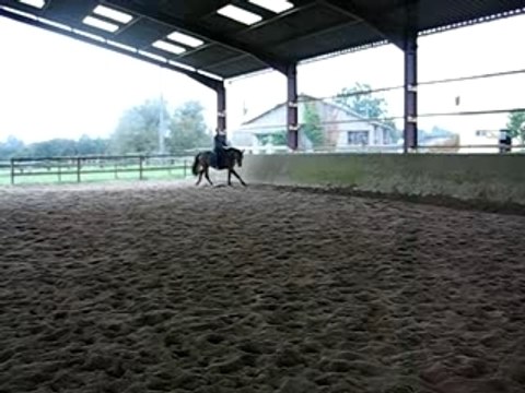 jument dressage KWPN galop main droite