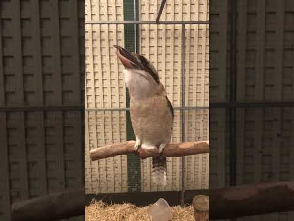 Kookaburra Filmed 'Laughing' in Slow Motion