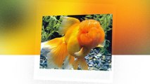 Ranchu fishes - The beautiful models in the fish world