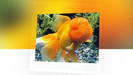 Ranchu fishes - The beautiful models in the fish world