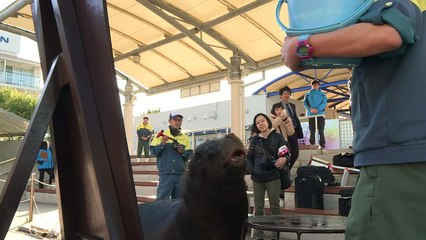 Sea lion gets calligraphy lessons in Japan
