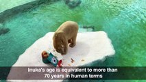 Singapore Zoo's elderly polar bear celebrates his 27th birthday