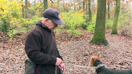 Los jabalíes se apoderan de las calles de Berlín