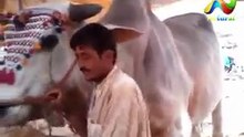 Karachi Mandi