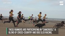 Wait, in Europe You Can Run a Race With Your Dog Pulling You?