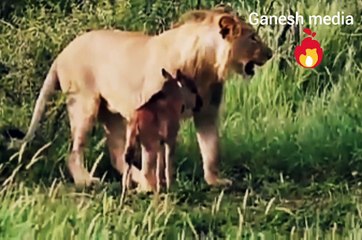 Kindly hearted lion saves baby deer