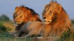 Animal Planet - Lions (Kings of African the Jungle)