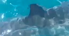 Shark Scares Boaters Off Port Victoria, South Australia