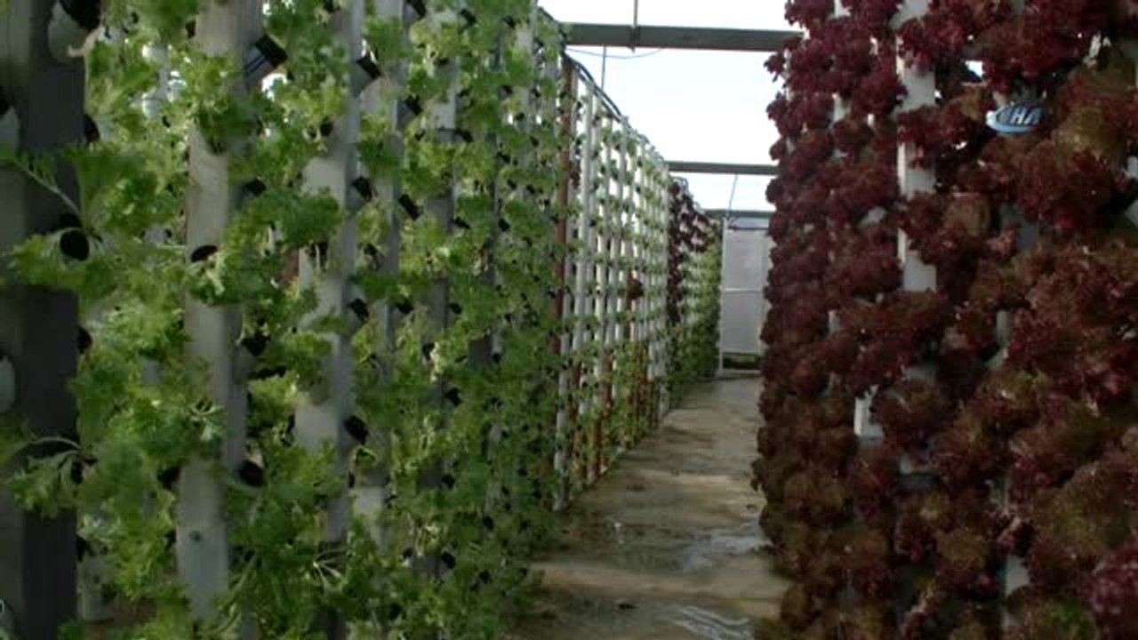 Dikey Topraksız Tarım ile Servetine Servet Katıyor