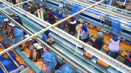 İHRACATIN PARLAYANLARI - Hedef Uzak Doğu pazarında büyümek  -  İZMİR