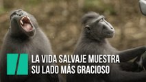 Fotos graciosas de animales