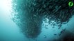 Ce plongeur nage au milieu d'un banc de milliers de thons et c'est magnifique