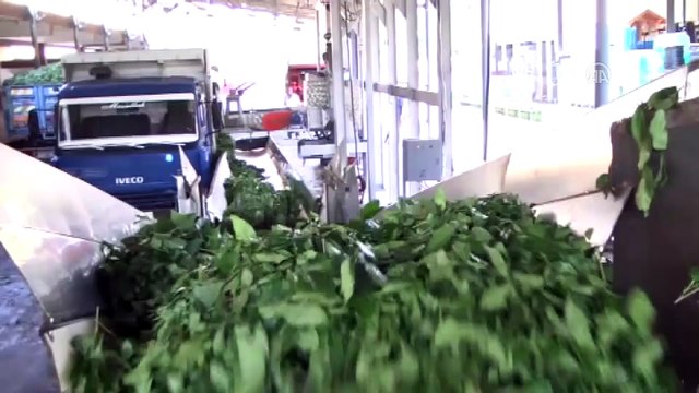 'Çay Borsası' yaş çay ve kuru çay fiyatlarını artırdı - RİZE