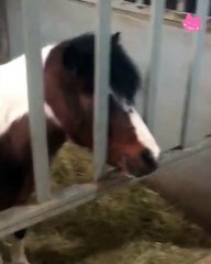 설리 말 먹이 주기 Sulli with horse video