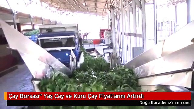 Çay Borsası Yaş Çay ve Kuru Çay Fiyatlarını Artırdı
