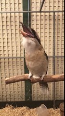 Un Kookaburra rit en slow motion
