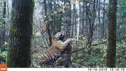 Il filme un tigre de Siberie sauvage en pleine nature