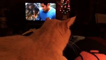 Cat Watching HAWAII FIVE-0 On CBS