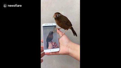 Angry bird pecks at itself on mobile phone