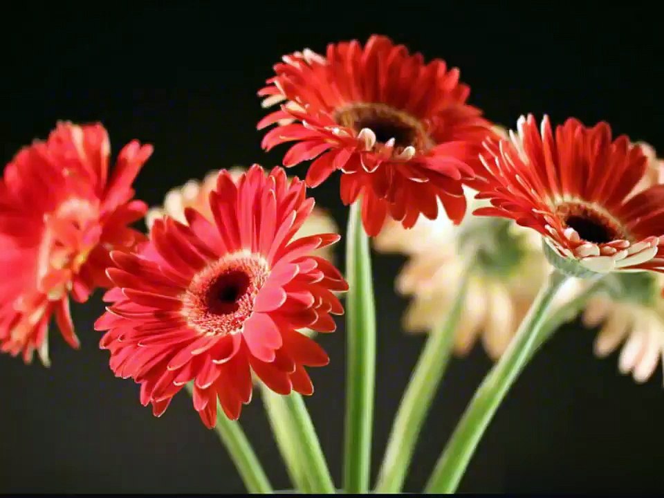 kangal rendum pesuthey album song with lyrics