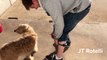 Il teste un collier électrique pour chien anti aboiement !