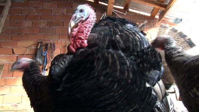 - Organik hindiye yılbaşı rağbeti- Hindi diyarı Eflani'de organik hindiler kapış kapış satılırken, üreticilerin yüzü gülüyor