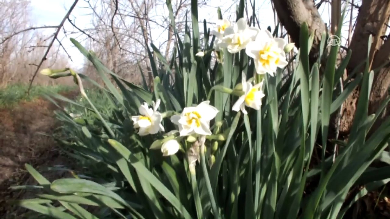 Silifke'de nergis hasadı - MERSİN
