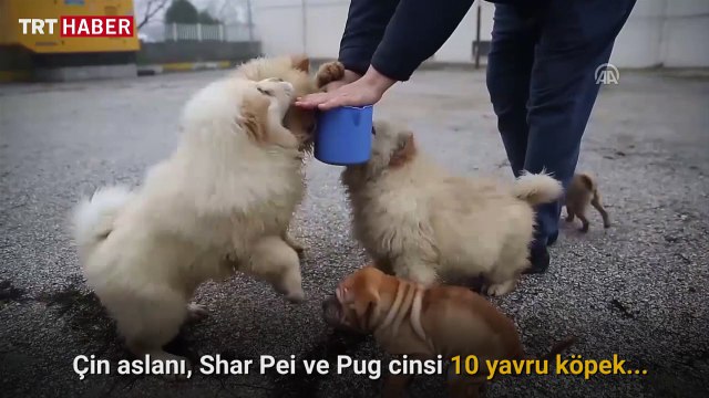 Edirne Emniyet Müdürlüğü sınırdan kaçak şekilde sokulmaya çalışılan yavru köpeklere el koydu