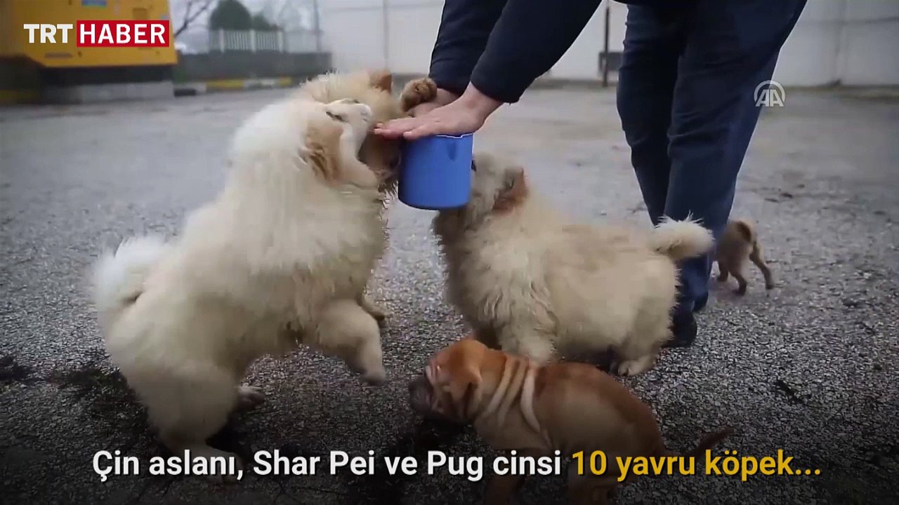 Edirne Emniyet Müdürlüğü sınırdan kaçak şekilde sokulmaya çalışılan yavru köpeklere el koydu