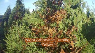 Are These Healthy Nigra Arborvitae