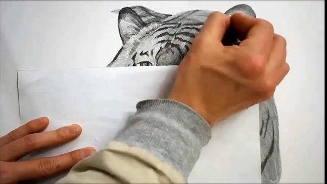 Pencil sketch - 동물(호랑이)그리기 / How to draw a tiger / Speed drawing