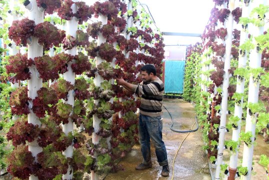 Dikey ve Topraksız Tarımla 9 Dönem Ürün Alıyor