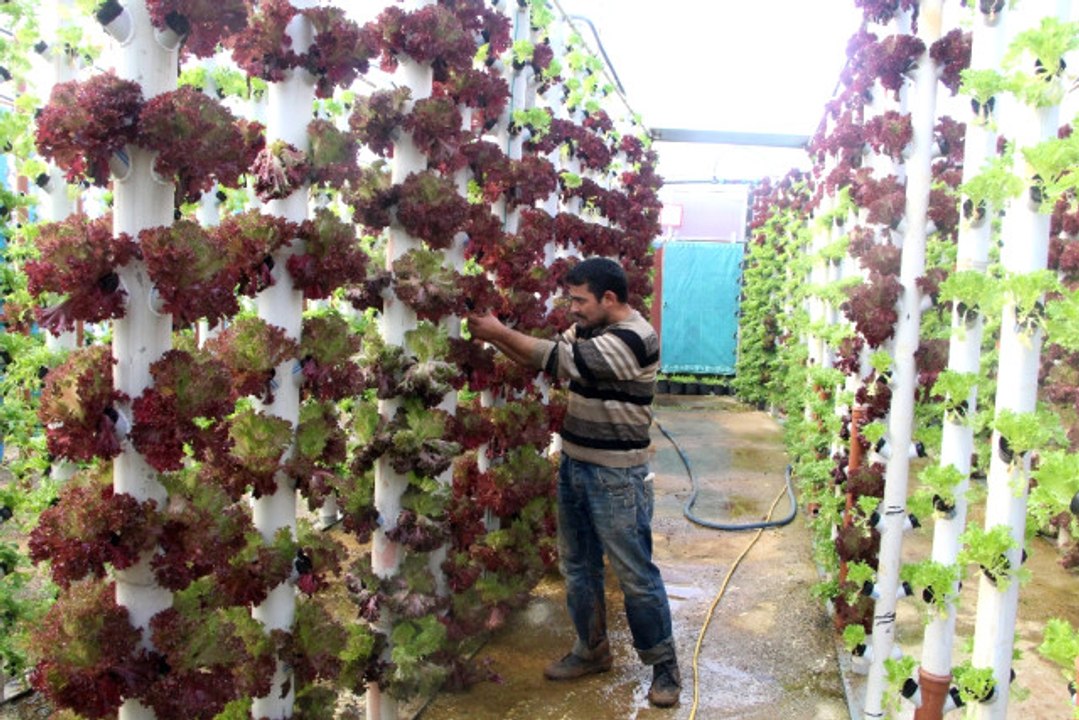 Dikey ve Topraksız Tarımla 9 Dönem Ürün Alıyor