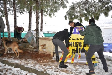 Her Şey Sokak Hayvanları İçin