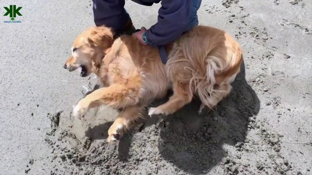 Hayvanlarda Epilepsi (Sara) Hastalığı Köpekler