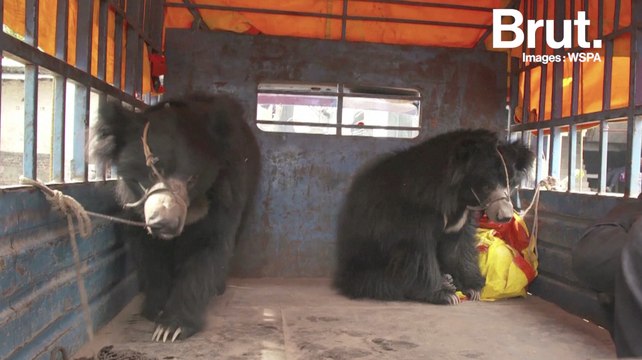Les deux derniers ours danseurs libérés au Népal