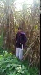 Boyfriend and girlfriend doing fun in the field and caught by villager