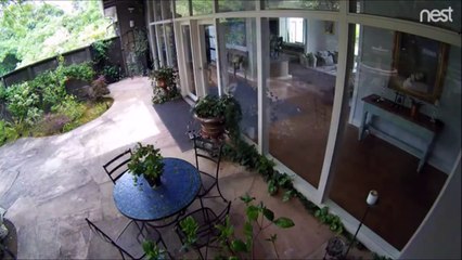 Canard vs Baie vitrée