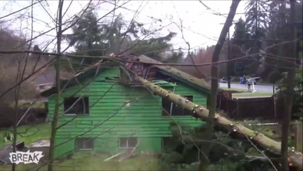 Descargar video: 2 bucherons débiles détruisent une maison en coupant un arbre