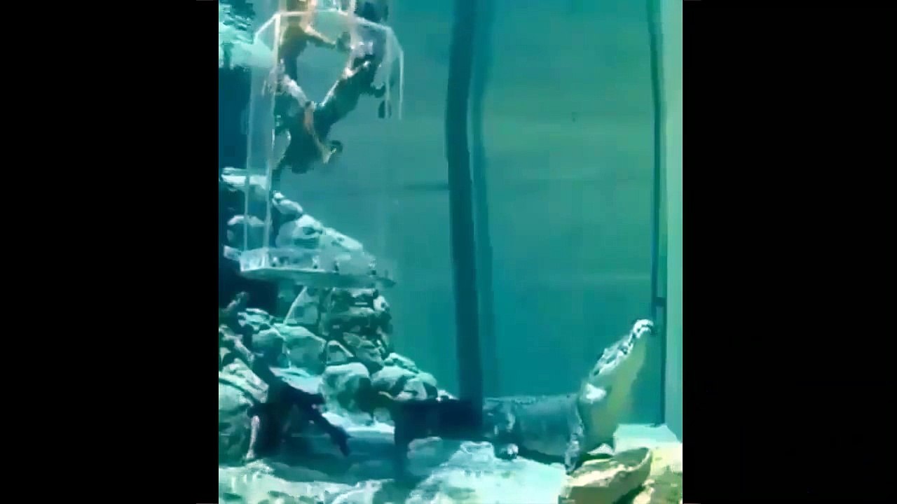 NUOTANDO CON I COCCODRILLI