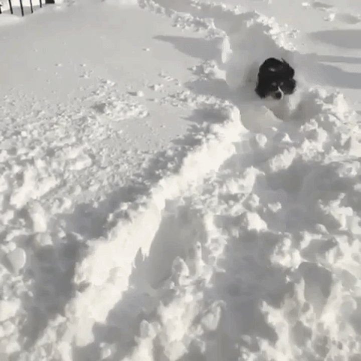 Tiny Dog Struggles Through Deep Snow in Erie