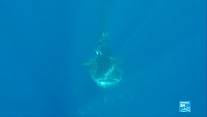 Nosy Be :  à la rencontre du requin baleine