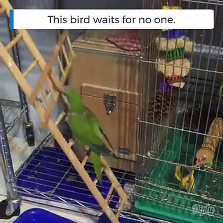 birds wait for nothing