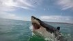 Great white shark breaches right in front of cage divers