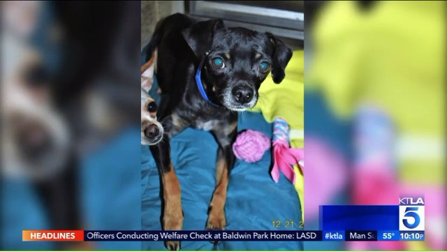 Dozens of Dogs in Need of Home After Animal Control Officers Stumble Upon Alleged Hoarding Situation